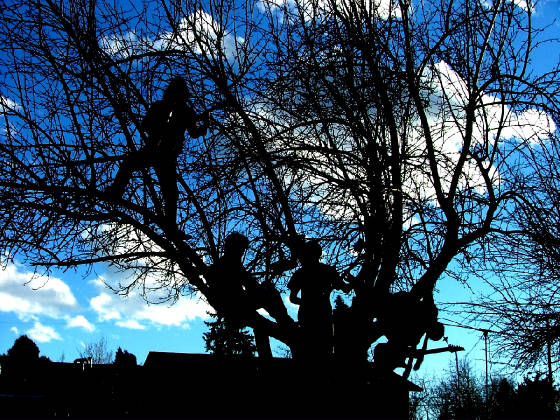 tree1.jpg